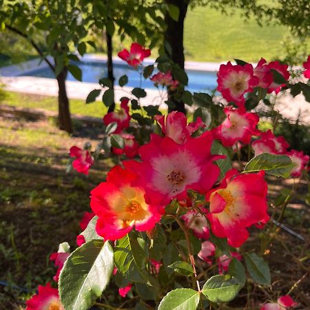 Agriturismo San Fabio Castelnuovo Berardenga Dış mekan fotoğraf