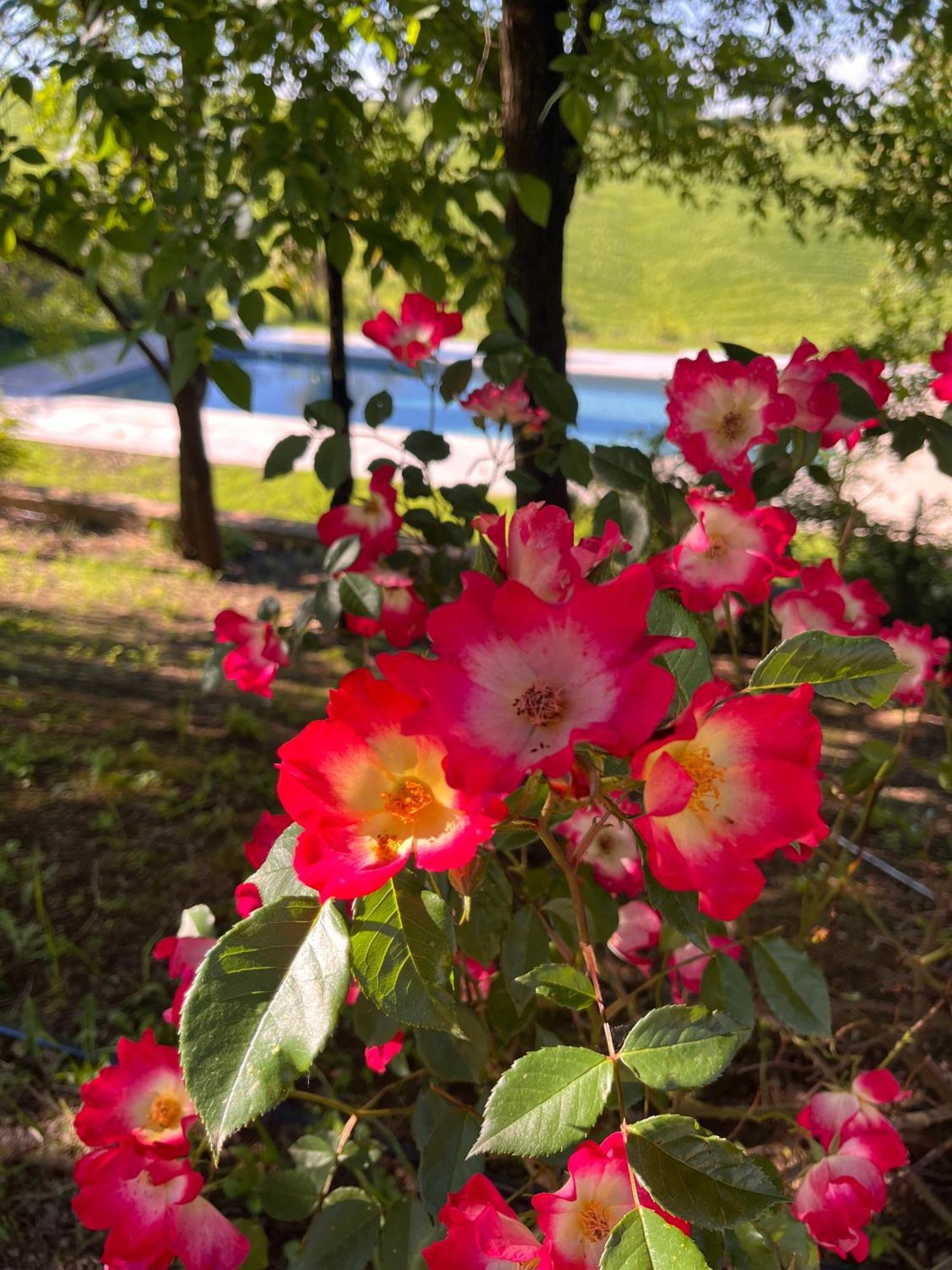 Agriturismo San Fabio Castelnuovo Berardenga Dış mekan fotoğraf